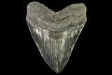 Serrated, Fossil Megalodon Tooth - Colorful Enamel #138989-1